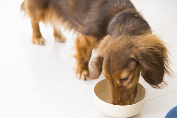 高齢犬の食事